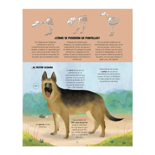 Libro Ilustrado Evolución de los Animales Lexus Para Niños