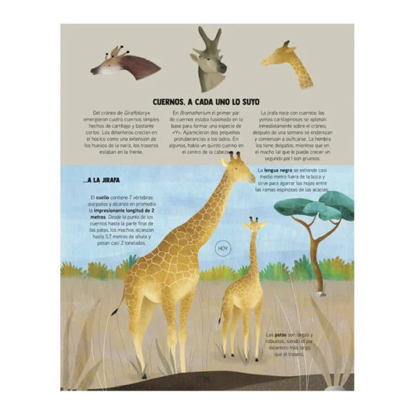 Libro Ilustrado Evolución de los Animales Lexus Para Niños