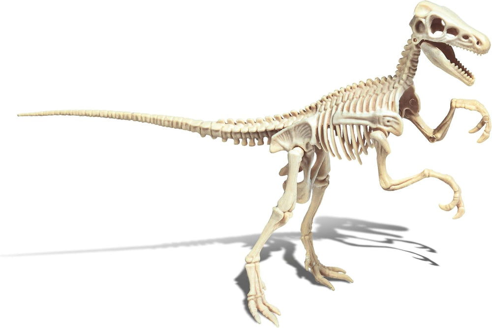 Experimento Fosil De Dinosaurio Velociraptor niños