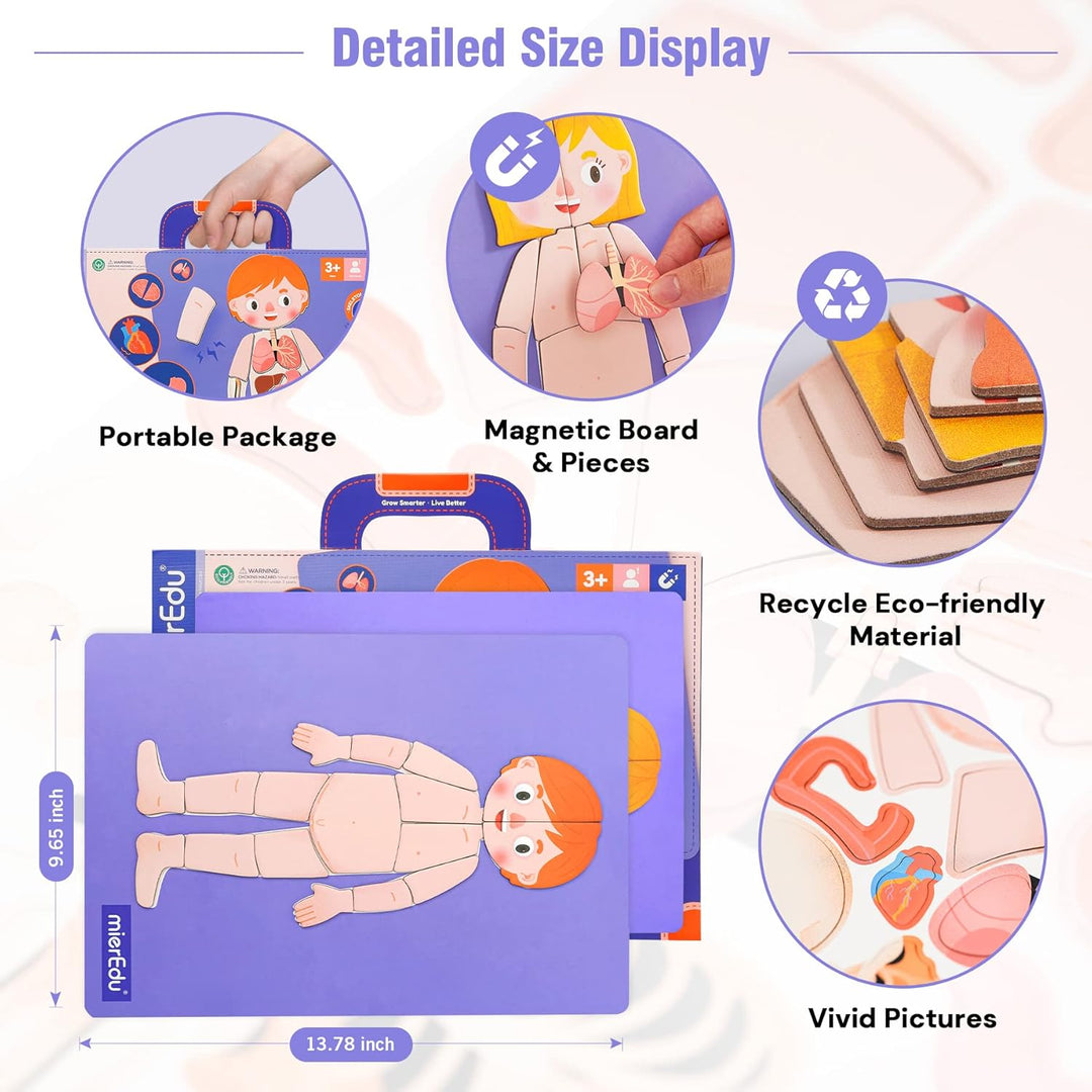 Juego Magnética Cuerpo Humano Para Niños