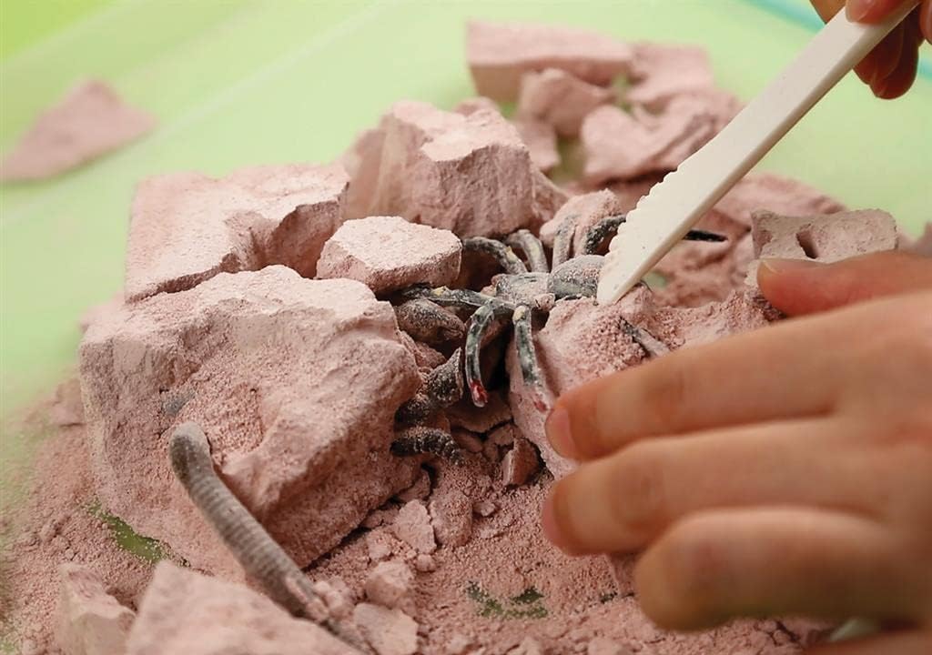 Juego Experimento Excavación Insectos