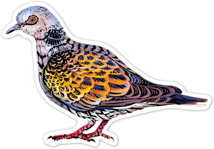 Juego Stickers Aves Rascar Para Niños