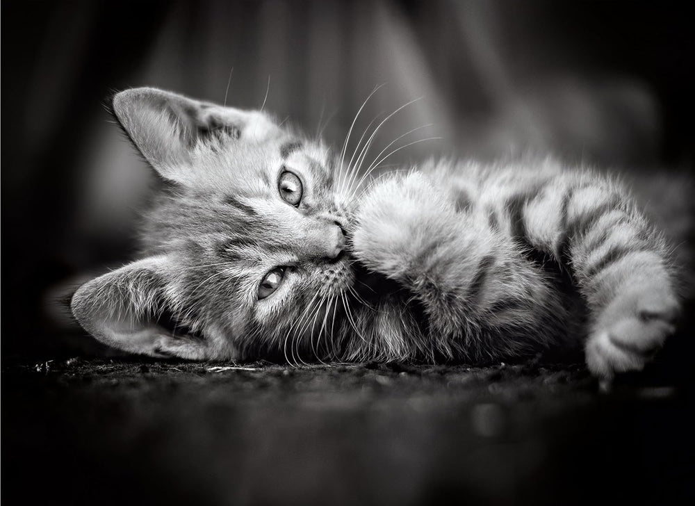 Rompecabezas  1000 Piezas Fotografía Gatito