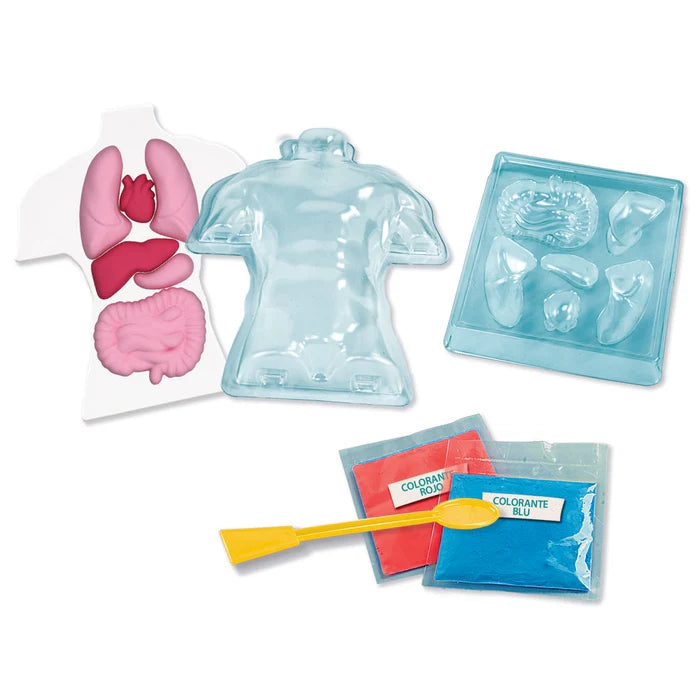 Juego Educativo Kit Anatomía Cuerpo Humano Para Niños