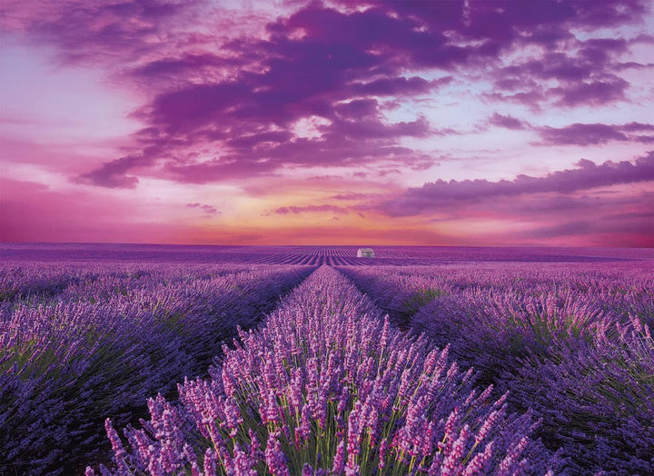 Rompecabezas  1000 Piezas Campo De Lavanda