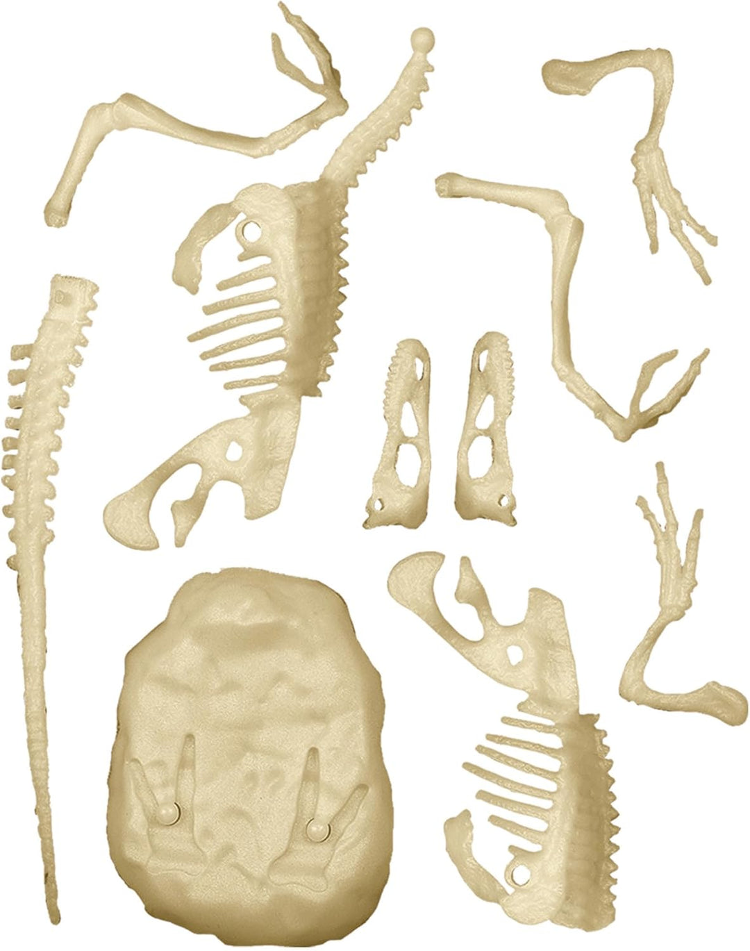 Juego Didáctico Fósiles De Velociraptor Niños