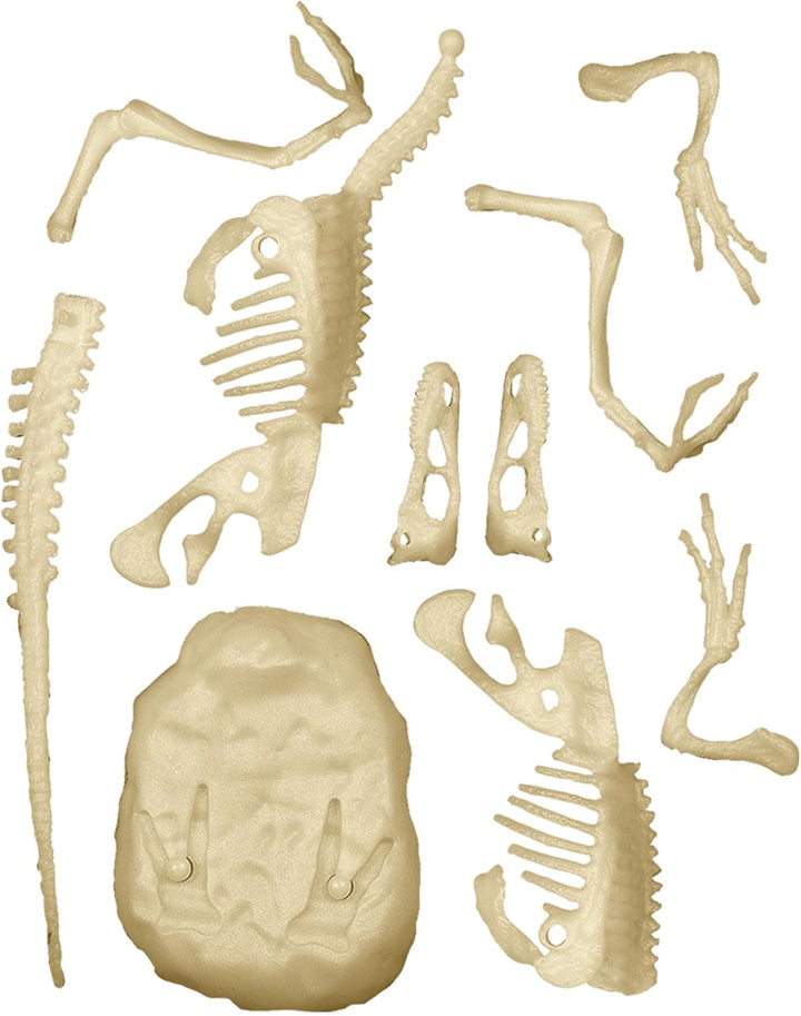 Juego Didáctico Fósiles De Velociraptor Niños