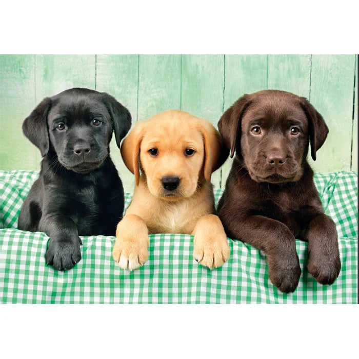 Rompecabezas 1000 Piezas Cachorros Labrador Clementoni