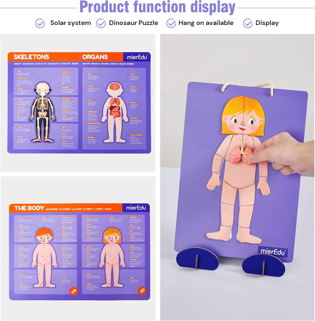 Juego Magnética Cuerpo Humano Para Niños