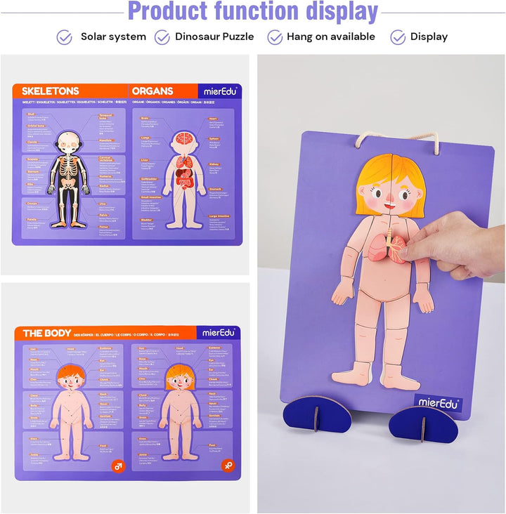 Juego Magnética Cuerpo Humano Para Niños