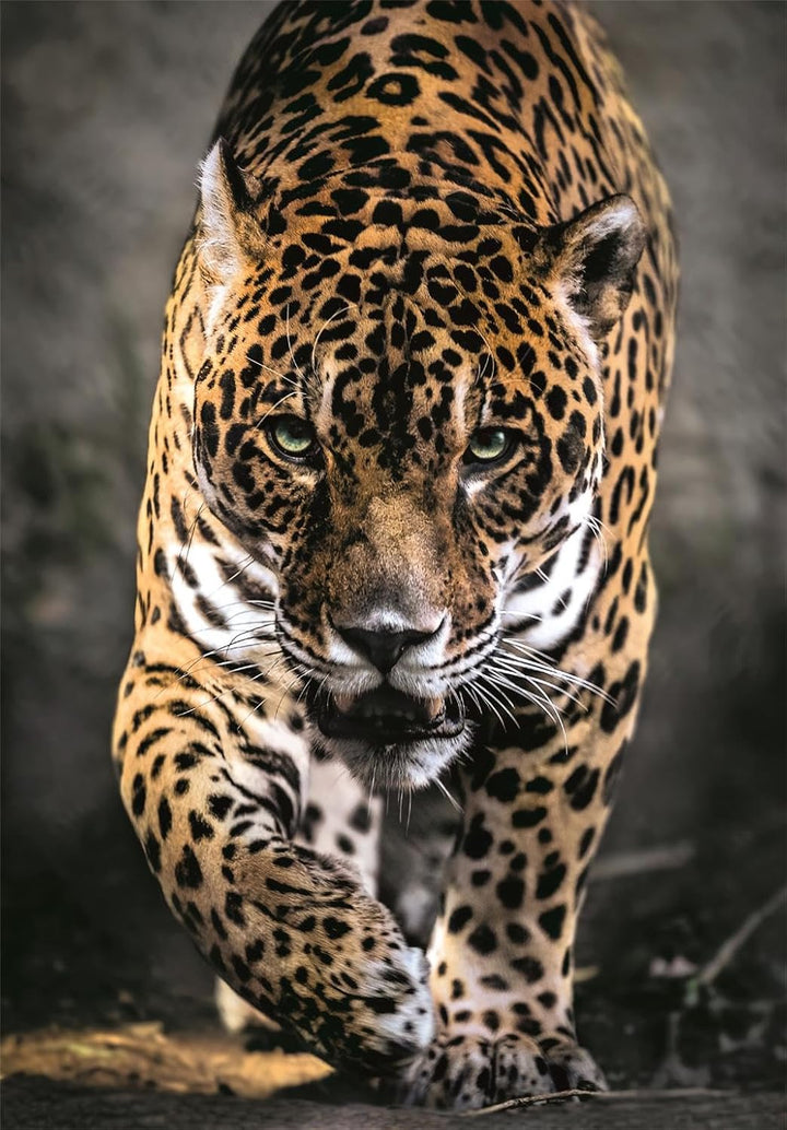 Rompecabezas 1000 Piezas Jaguar Salvaje