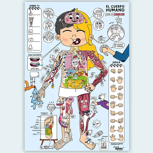Set Educativo El Cuerpo Humano Con Stickers Niños