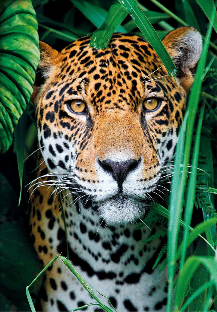 Rompecabezas 500 Piezas Jaguar En La Selva
