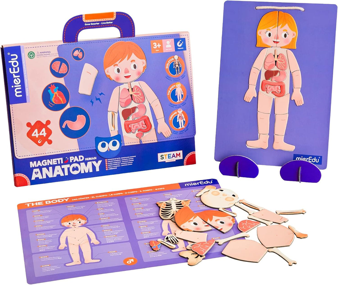 Juego Magnética Cuerpo Humano Para Niños