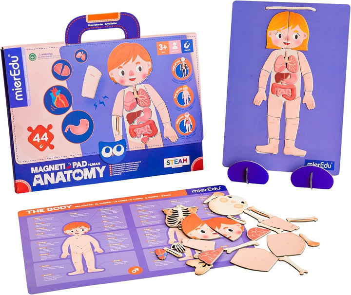 Juego Magnética Cuerpo Humano Para Niños