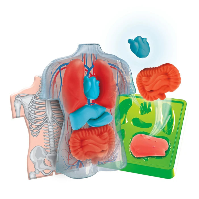 Juego Educativo Kit Anatomía Cuerpo Humano Para Niños