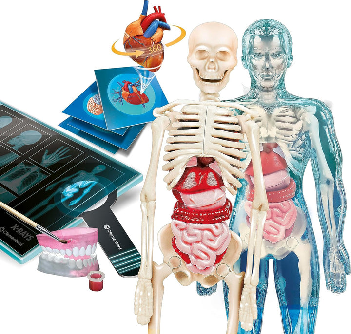 Juego Didáctico Anatomía Interactivo Niños