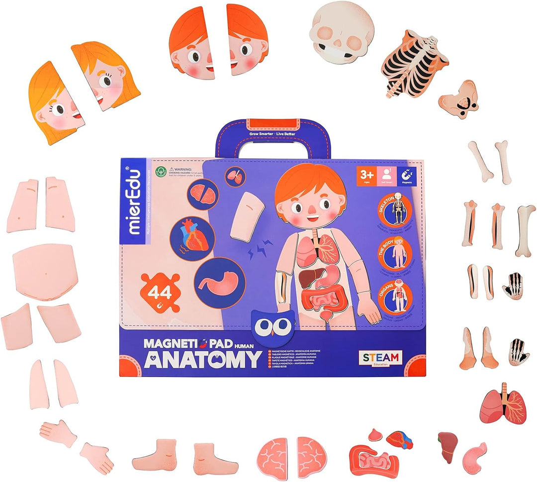 Juego Magnética Cuerpo Humano Para Niños