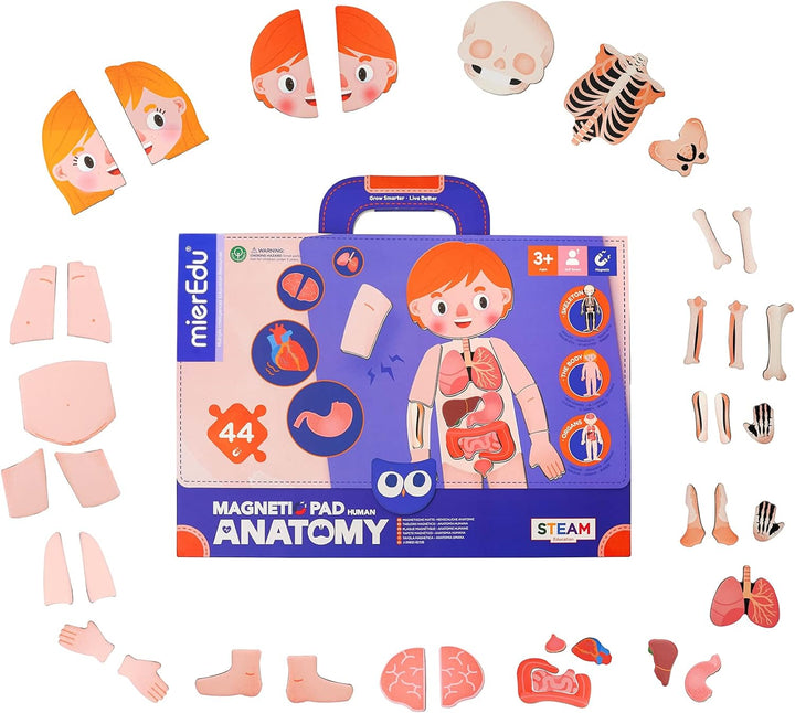 Juego Magnética Cuerpo Humano Para Niños