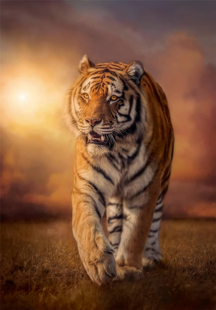 Rompecabezas  1000 Piezas Tigre Fotografia