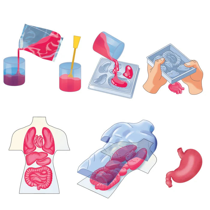 Juego Educativo Kit Anatomía Cuerpo Humano Para Niños