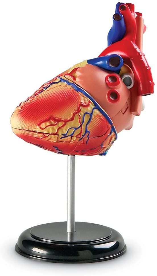 Modelo Educativo Del Corazón a Escala