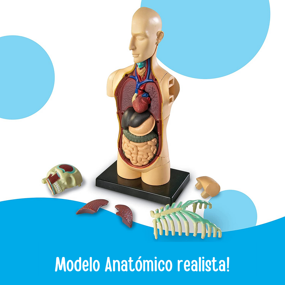 juego Modelo Anatómico Del Cuerpo Humano para niños
