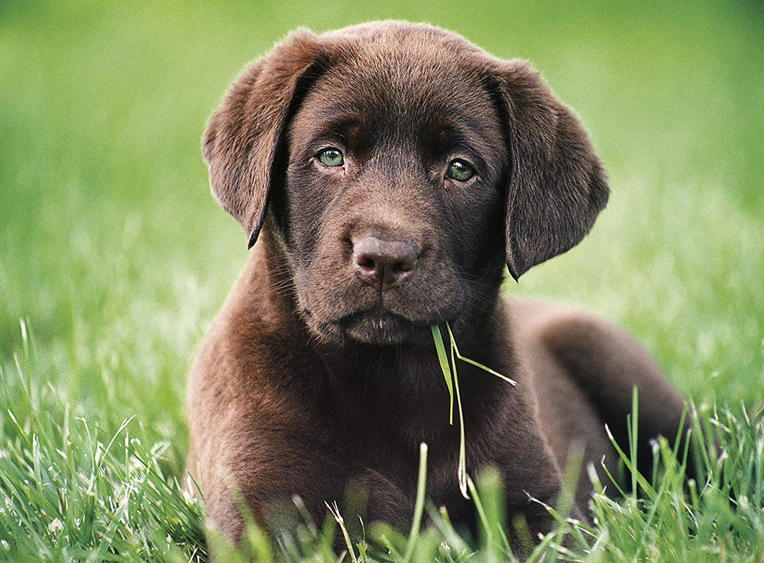 Rompecabezas 500 Piezas Perro Cachorro