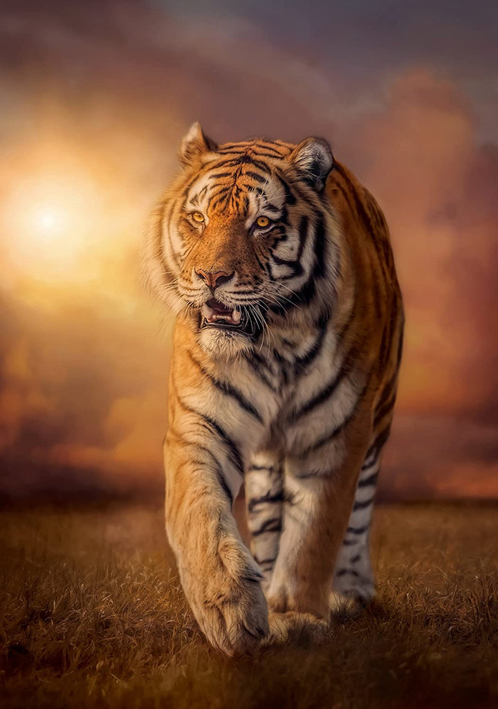 Rompecabezas Adultos 1500 Piezas Tigre Fotografia