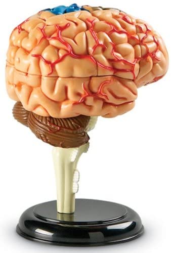 Juego Modelo Del Cerebro Humano STEM Para Niños