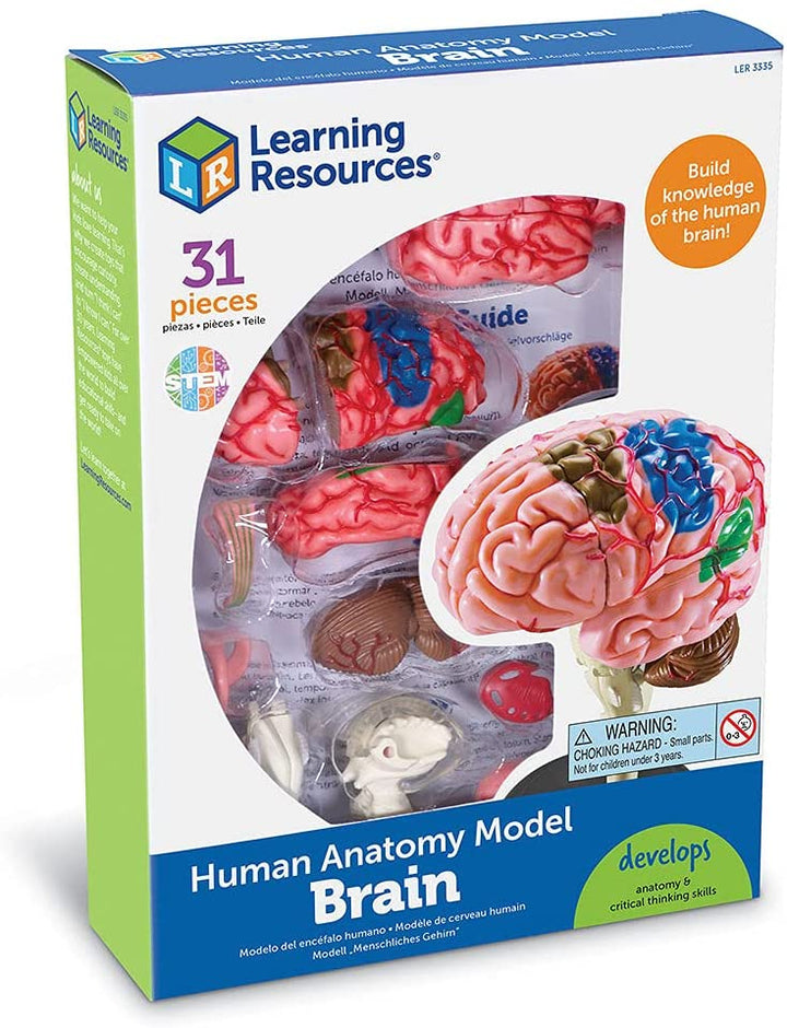Juego Modelo Del Cerebro Humano STEM Para Niños