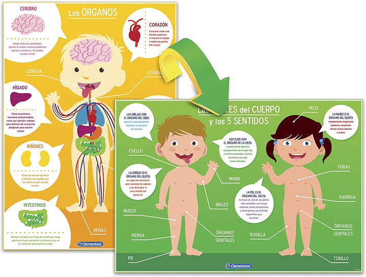 Rompecabezas El Cuerpo Humano 8 En 1