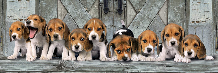 Rompecabezas 1000 Piezas Beagles Panoramico