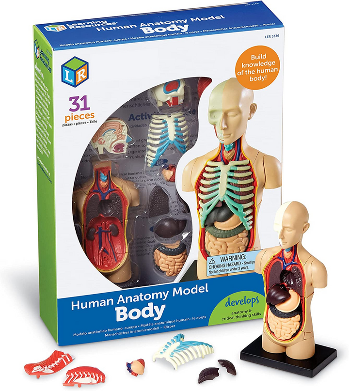 juego Modelo Anatómico Del Cuerpo Humano para niños