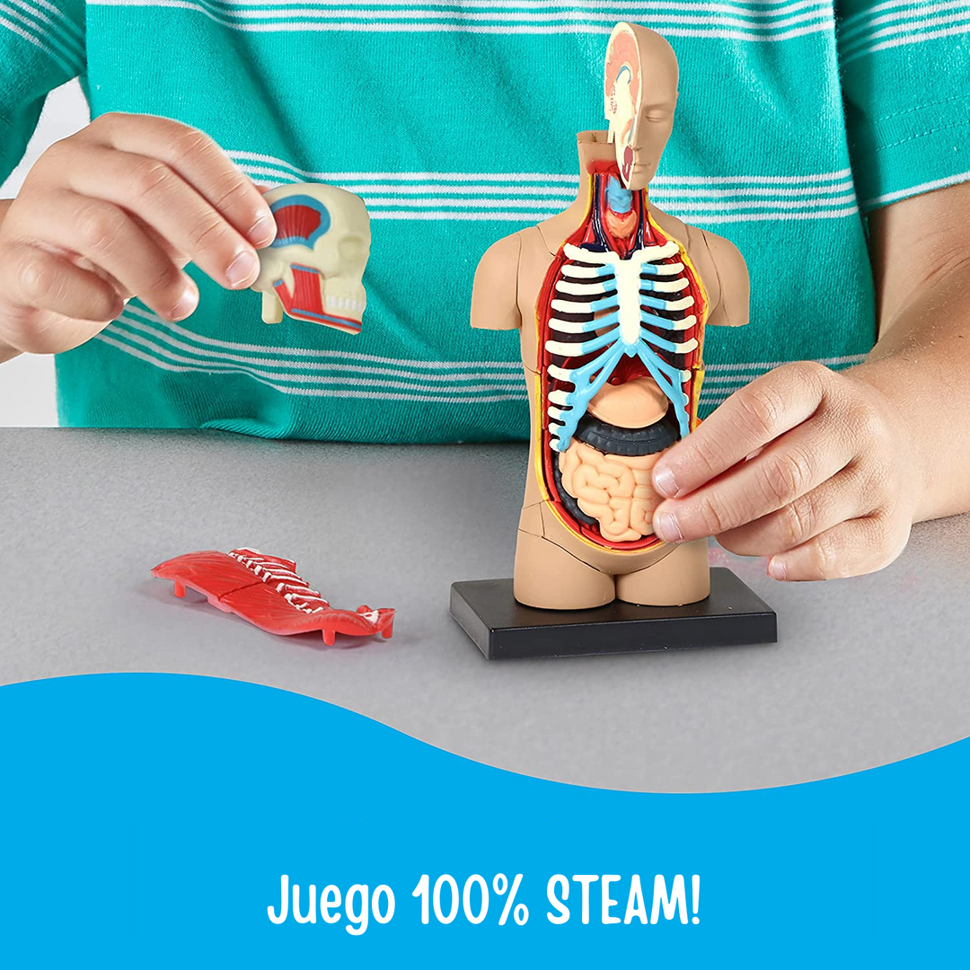 juego Modelo Anatómico Del Cuerpo Humano para niños