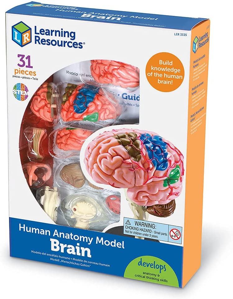 Juego Modelo Del Cerebro Humano STEM Para Niños