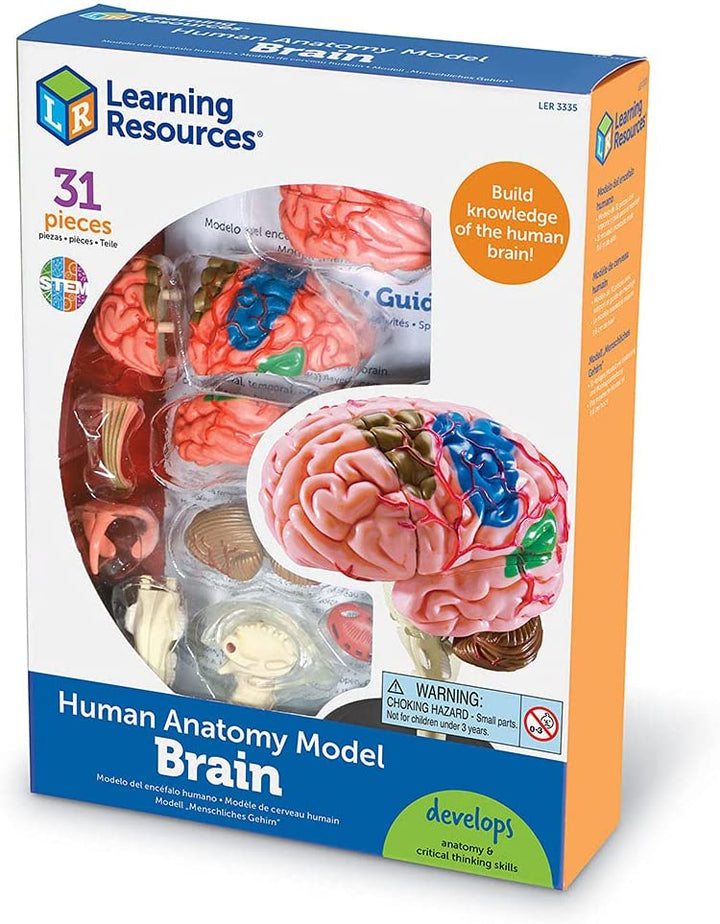 Juego Modelo Del Cerebro Humano STEM Para Niños