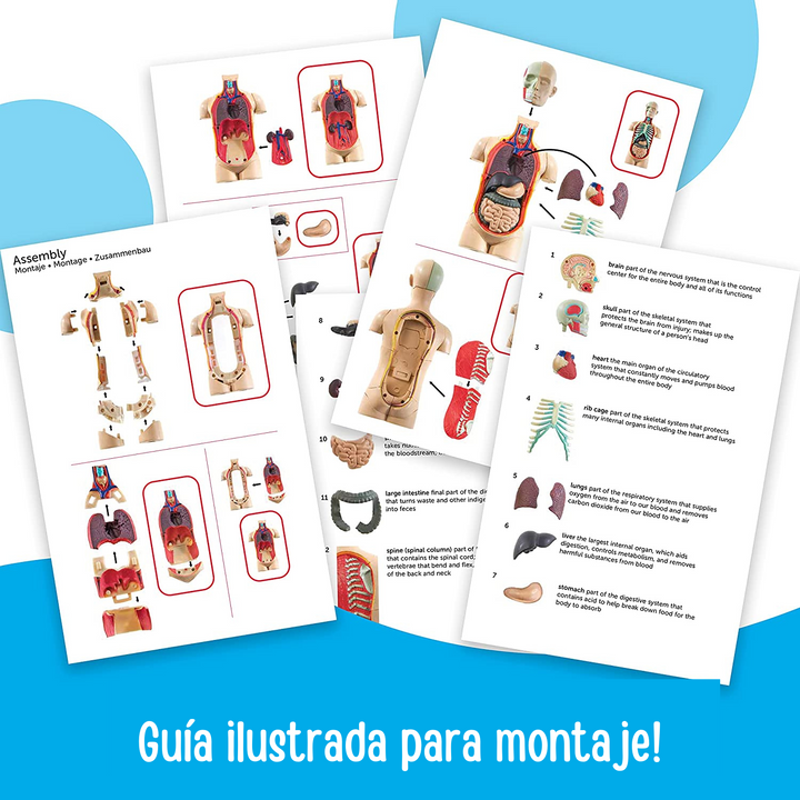 juego Modelo Anatómico Del Cuerpo Humano para niños