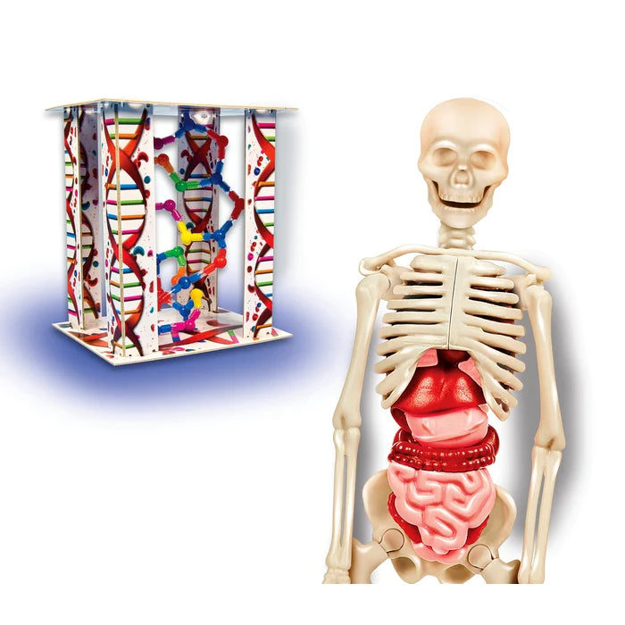 Modelo Anatomico Del Cuerpo Humano