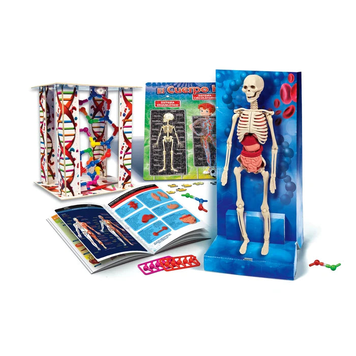 Modelo Anatomico Del Cuerpo Humano