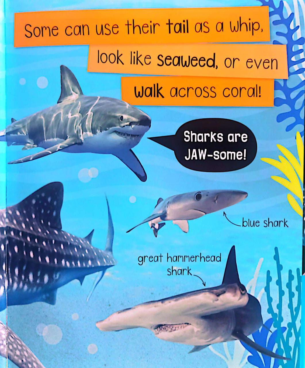 Libro Para Ninos Tiburones Sensorial