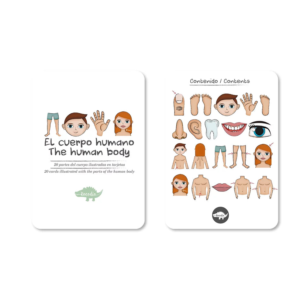 Flash Cards El Cuerpo Humano Cartas Didácticas