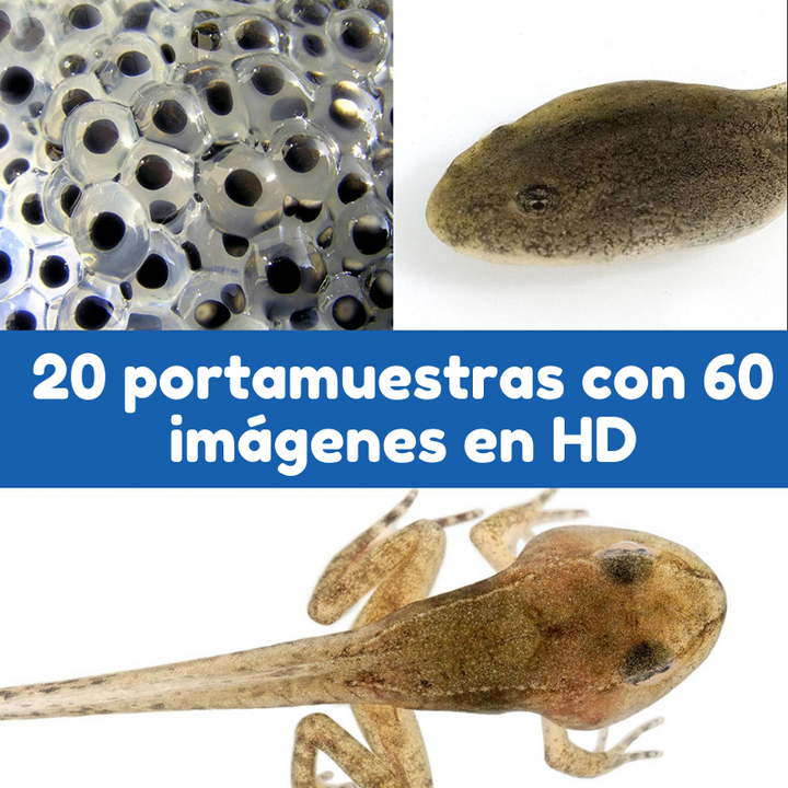 Juego Microscopio Interactivo Explorando La Naturaleza
