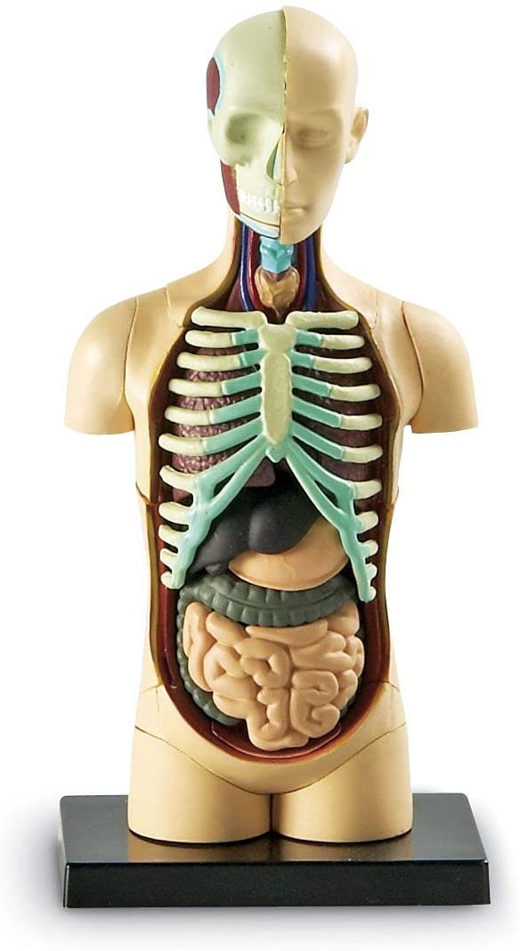 juego Modelo Anatómico Del Cuerpo Humano para niños