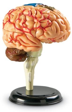 Juego Modelo Del Cerebro Humano STEM Para Niños