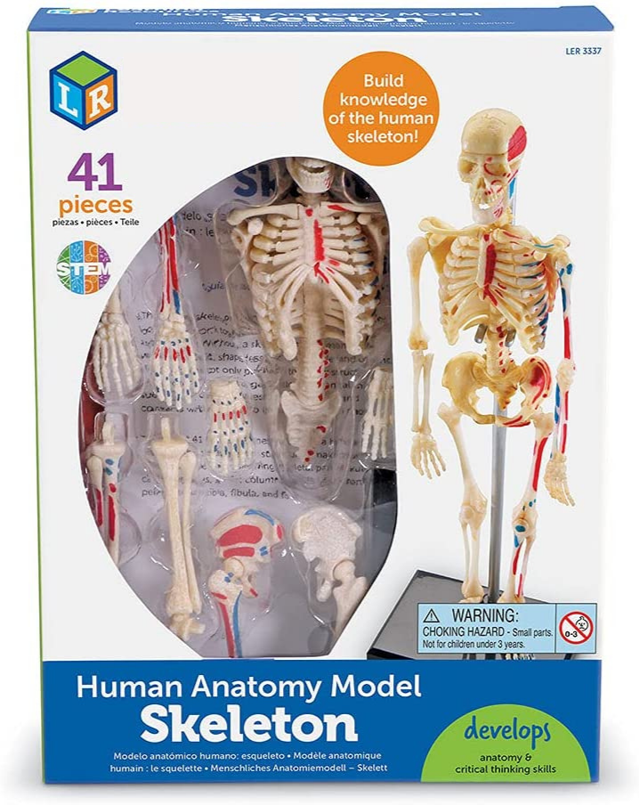 juego Modelo Educativo Esqueleto Humano para niños