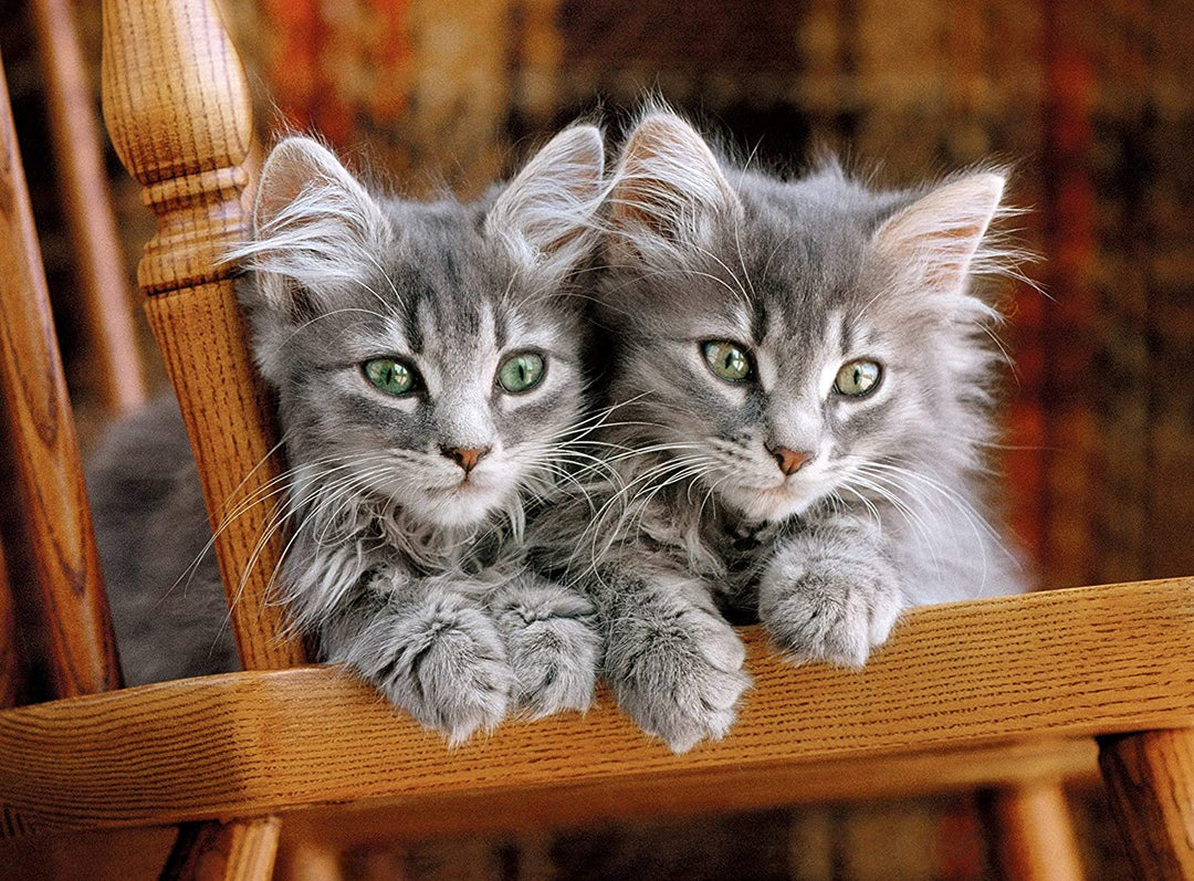 Rompecabezas 500 Piezas Gatos Bebes