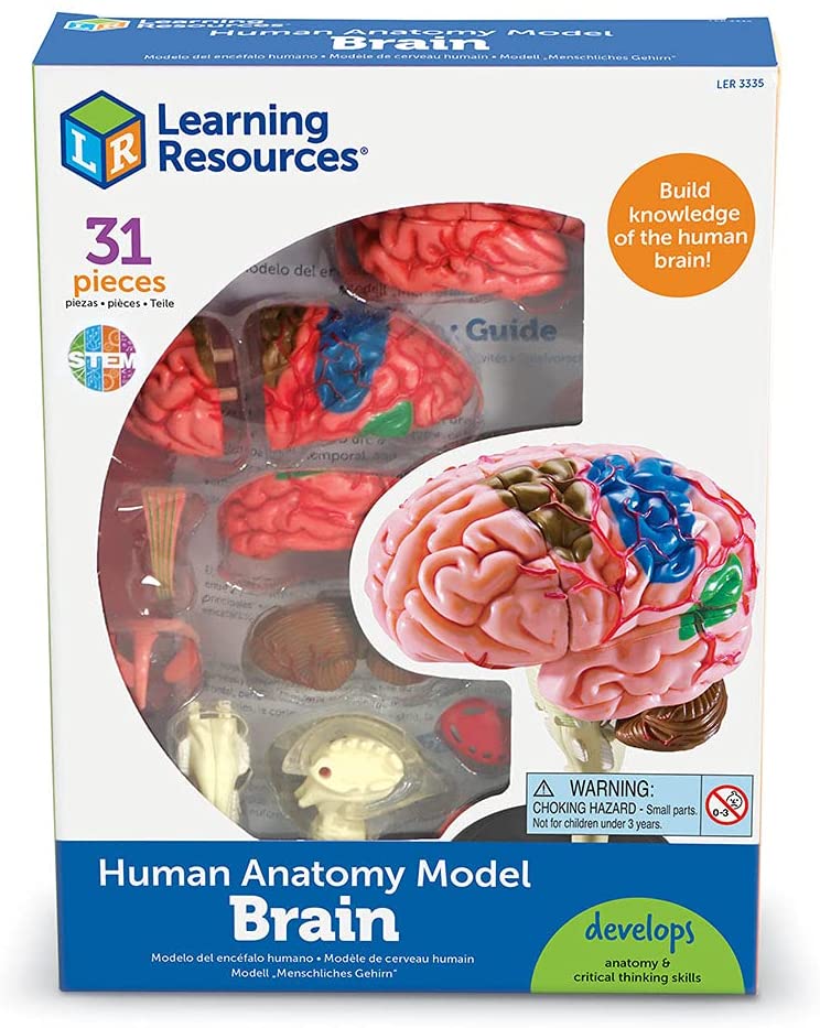 Juego Modelo Del Cerebro Humano STEM Para Niños