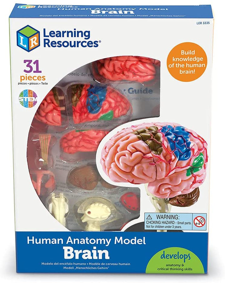 Juego Modelo Del Cerebro Humano STEM Para Niños