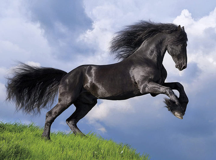 Rompecabezas 500 Piezas Caballo Negro